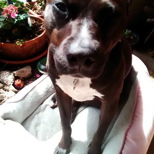 Meet your Posher, Annie